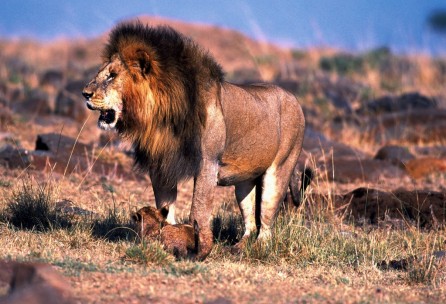 Lion safari tanzanie