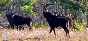 Sable safari chasse Mozambique