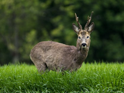 SERBIA – Roe Deer