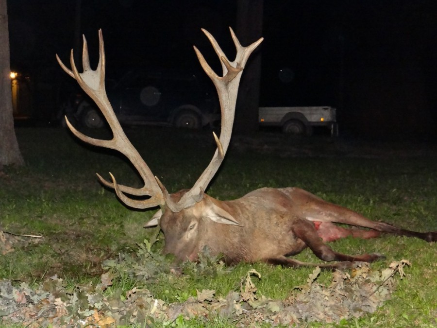 CROATIA HUNTING MONSTER RED STAG GP Voyages