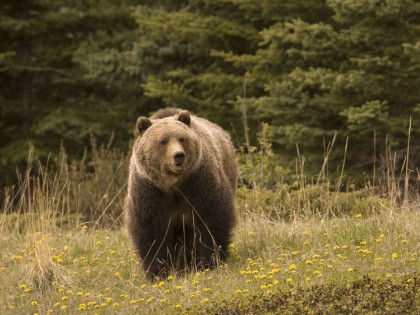 CROATIE CHASSE DES GRANDS OURS BRUN