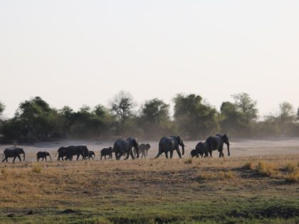 BOTSWANA : Nous chasserons à nouveau à Chobe en 2026